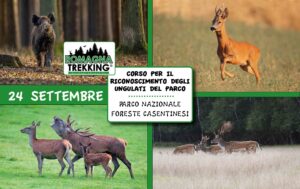 cervo daino capriolo cinghiale corso parco foreste casentinesi
